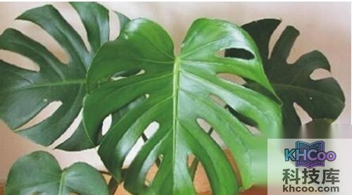 【防电脑辐射的植物】龟背竹