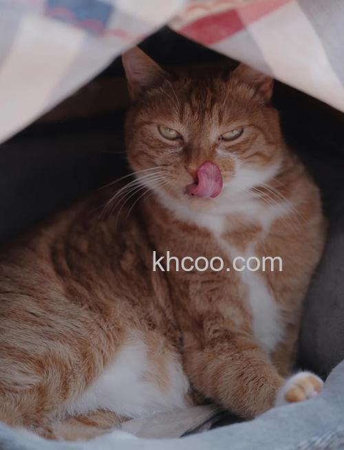 如何拍摄猫咪 手机拍摄喵咪技巧【详解】