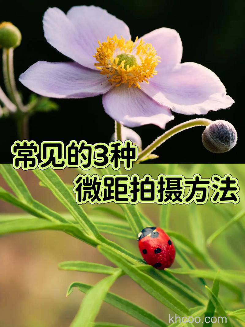 什么是微距 用单反拍摄微距照片方法【详解】