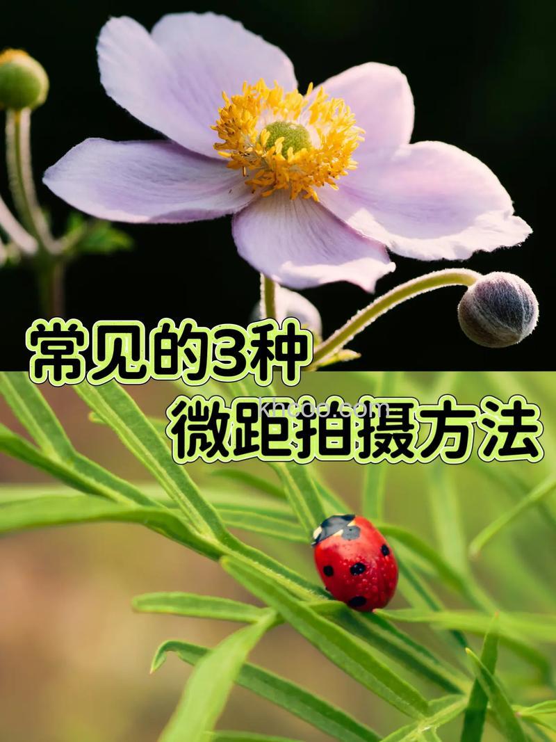 何拍出好看的微距照片 拍摄微距照片有什么技巧