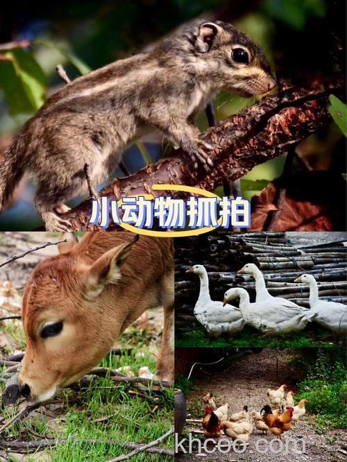 动物摄影技巧有哪些 如何捕捉颠倒众生的萌物