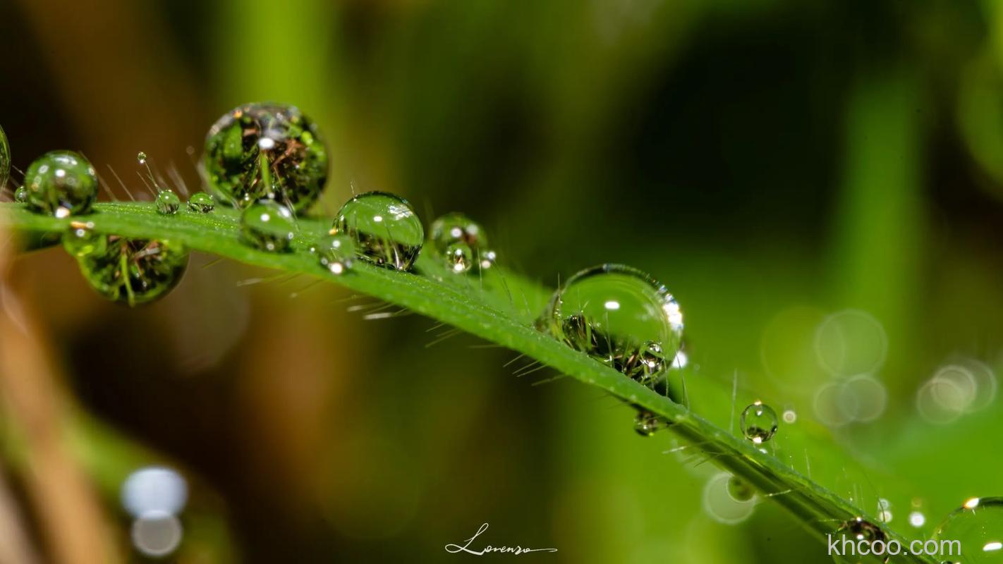 微距镜头是什么意思 一定要买微距镜头吗【详细介绍】