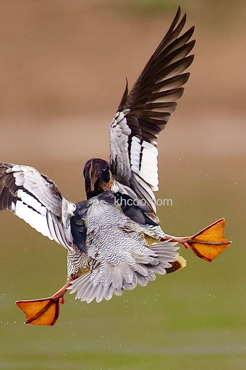 如何拍摄好鸟类的照片 高速活动动物如何拍摄