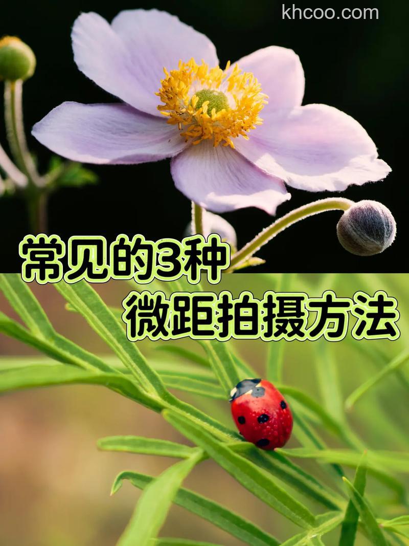 单反相机拍摄微距技巧有哪些 单反相机拍摄微距技巧【详解】