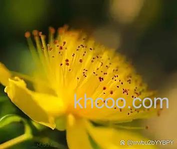 哪些情况要慎用大光圈来打造浅景深