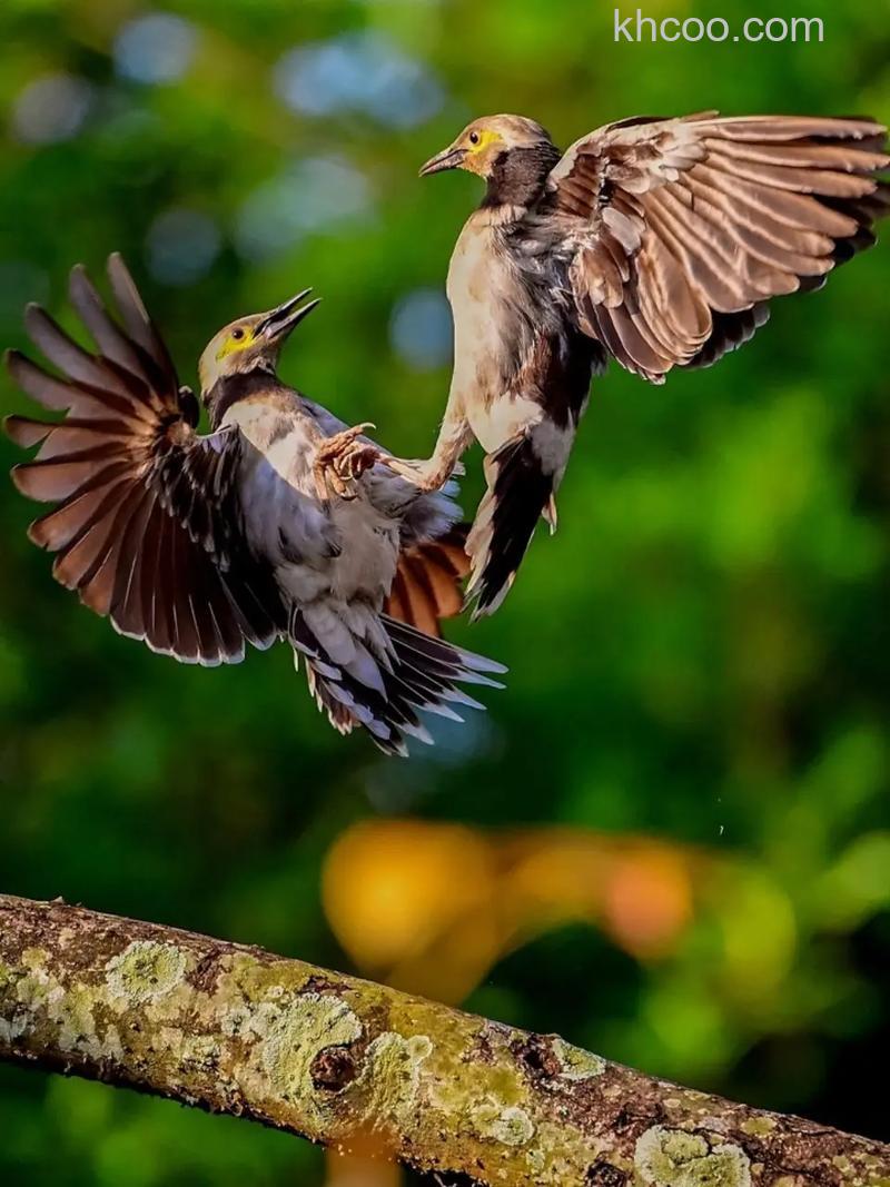 拍摄特殊摄影题材有什么镜头