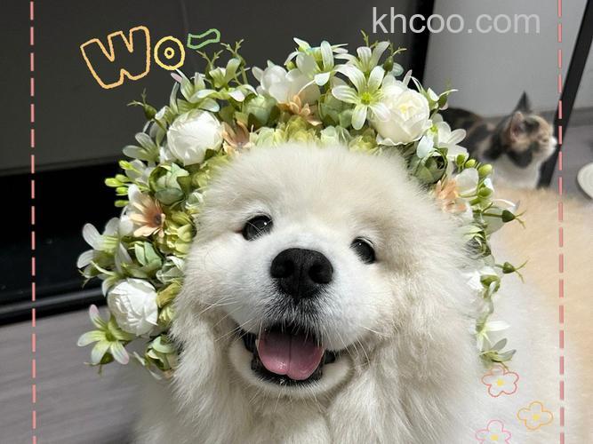 狗头拍花有什么技巧