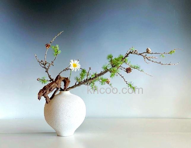 拍摄茶花道意境美有什么技巧