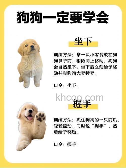 拍摄宠物应该养成什么习惯