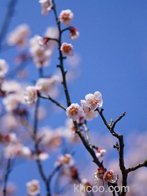 梅花摄影有什么技巧