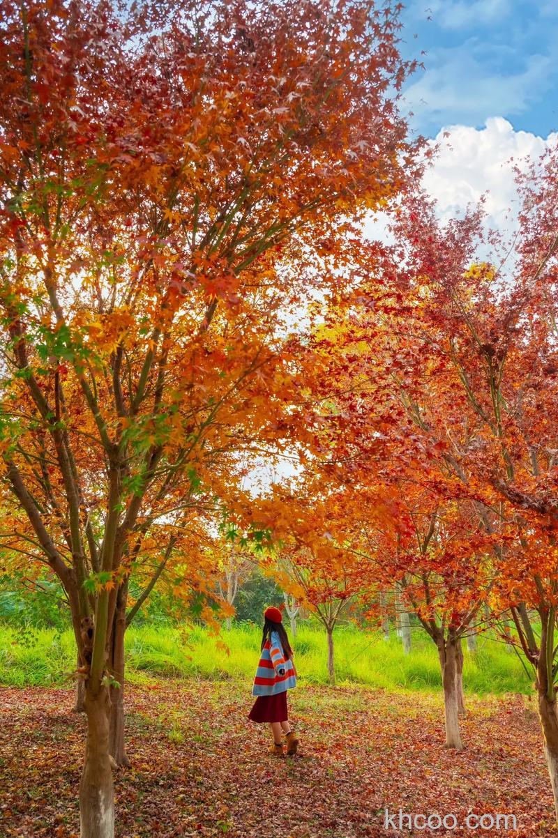 如何拍好秋天的红叶