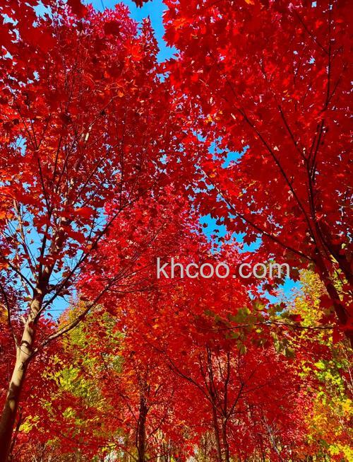 如何拍出漂亮精彩的红叶