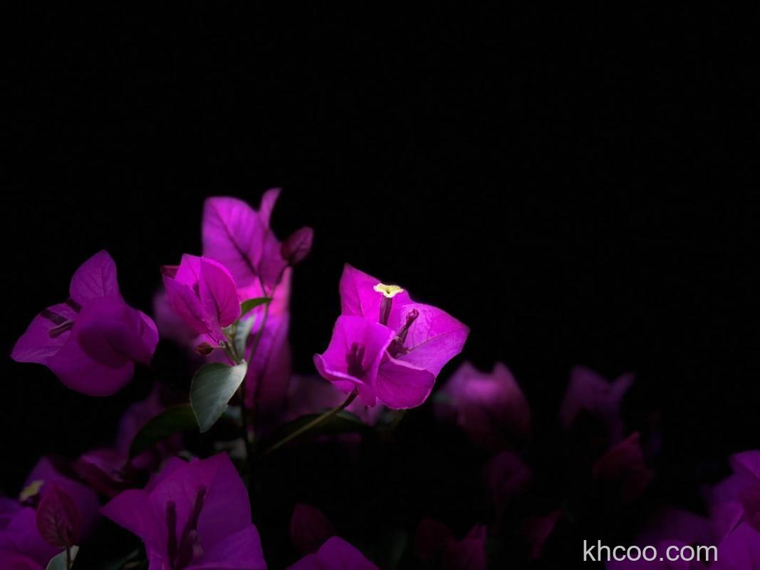 花卉摄影用光有什么技巧