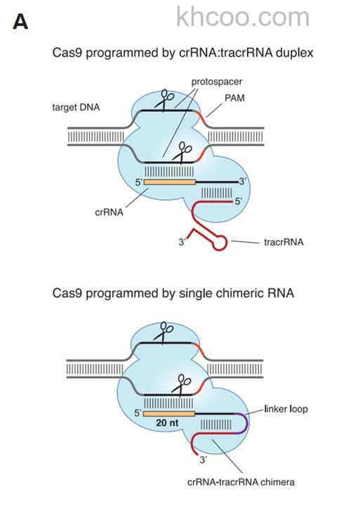 奔腾G620支持病毒防护技术吗