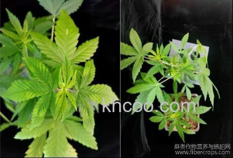 大麻病毒是什么