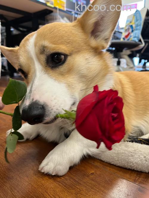 PS如何制作在花盆里的叼着玫瑰花小狗效果图