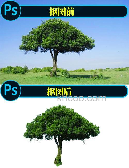 怎么利用PS在照片中添加一棵不同大小的树